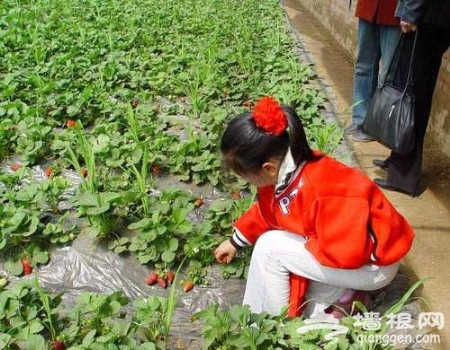 京郊品美味 北京4条草莓采摘线路攻略