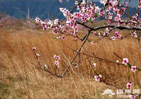 2011平谷桃花节赏花游玩全攻略(图)