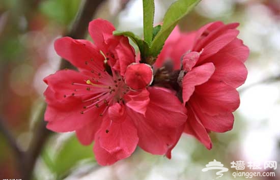 2011平谷桃花节赏花游玩全攻略(图)