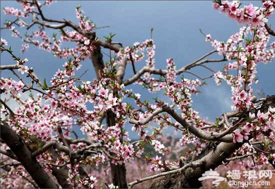 2011平谷桃花节赏花游玩全攻略(图)