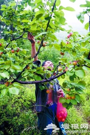 &ldquo;白羊红果盖京东&rdquo;和这里的火山灰土壤不无关系 来源：新京报