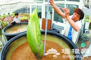 “世界上最臭的花”将在北京植物园首露花芽