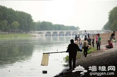 潮白河 水涨闸开游鱼遭灾[墙根网]