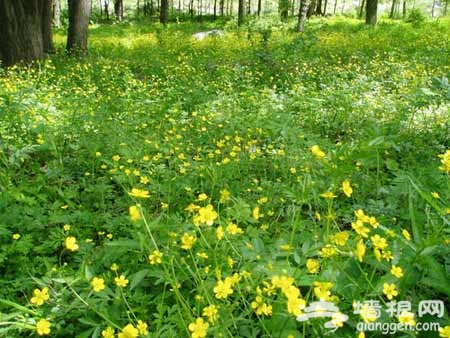 喇叭沟门原始森林公园：森林中露营 享受大自然的恩赐