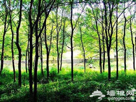 喇叭沟门：森林中露营 享受大自然的恩赐