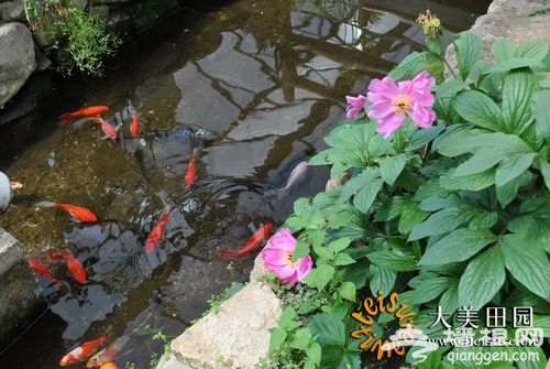 游弋在生态餐厅