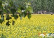 油菜花绽放 布拉格农场初夏赏花指南