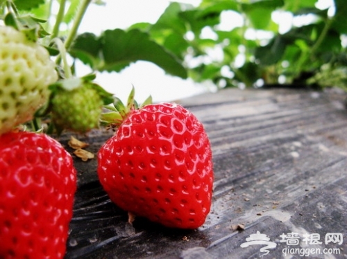 五月草莓飘香 京郊采摘玩乐全攻略