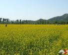 京郊油菜花 2011年密云北庄赏花攻略