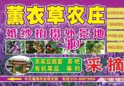 怀柔桥梓镇赏油菜花 农业大公园使劲玩