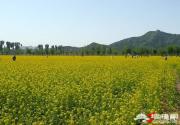 京郊油菜花 2011年密云北庄赏花攻略