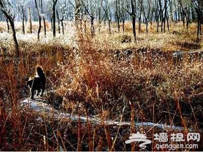 端午出行 畅游北京特色湿地公园
