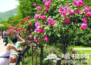 北京植物园月季树开花吸引众多游客