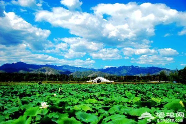 下“江南”赏油菜花 房山长沟游玩攻略[墙根网]