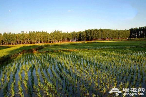 下“江南”赏油菜花 房山长沟游玩攻略[墙根网]