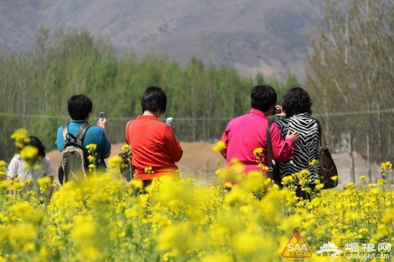 下“江南”赏油菜花 房山长沟游玩攻略[墙根网]