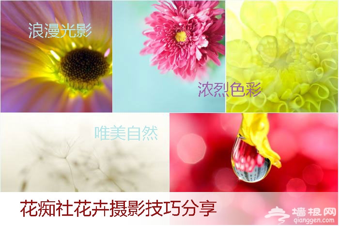 花卉摄影新玩法 "花痴社"技巧分享[墙根网]
