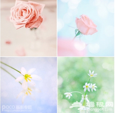 花卉摄影新玩法 "花痴社"技巧分享[墙根网]
