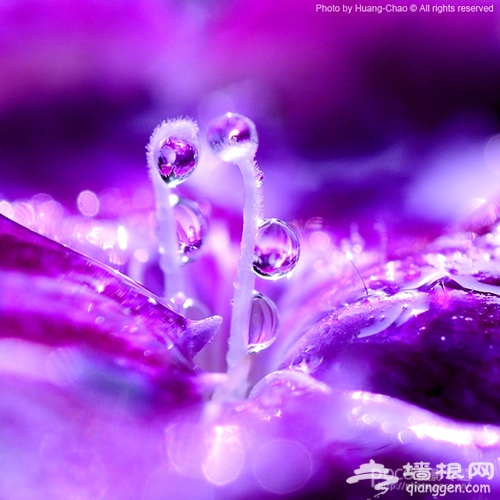 花卉摄影新玩法 "花痴社"技巧分享[墙根网]