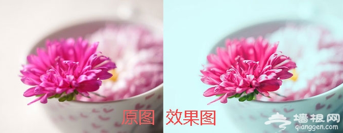 花卉摄影新玩法 "花痴社"技巧分享[墙根网]