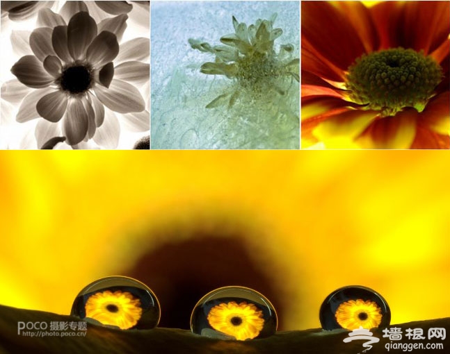 花卉摄影新玩法 "花痴社"技巧分享[墙根网]