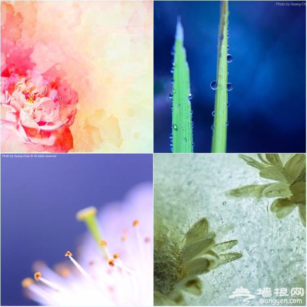 花卉摄影新玩法 "花痴社"技巧分享[墙根网]