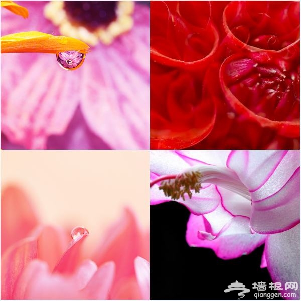 花卉摄影新玩法 "花痴社"技巧分享[墙根网]