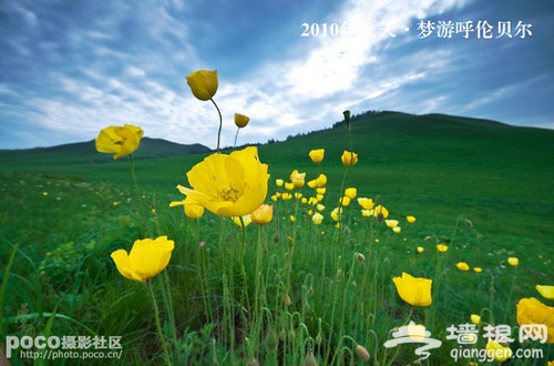草原拍摄技巧与案例分析[墙根网]