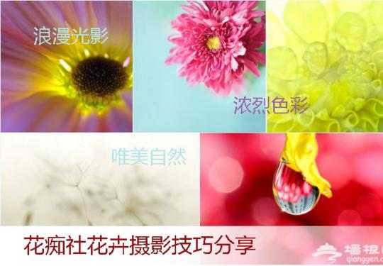 花卉摄影新玩法 