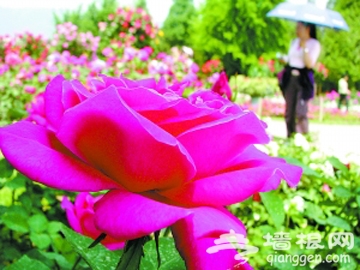 “第三届北京月季花文化节”开幕