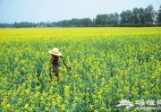 5月尾巴6月前奏 探访京郊最大油菜花海
