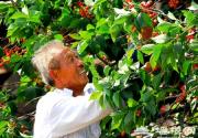 樱桃沟村：初夏里的甜蜜风暴