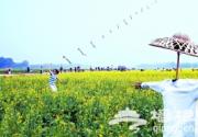 长沟镇看油菜花:京郊消夏旅游新辟农田休闲观光