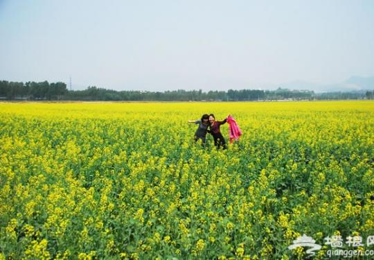 探访京郊最大的油菜花海——房山长沟花田节赏油菜花