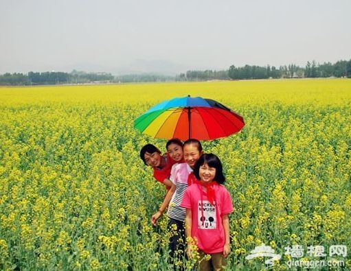 六月京郊拍靓照 回归多情的土地