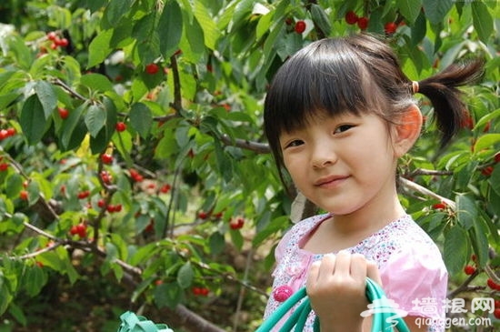 【周末私享】五月初夏，与妈妈一起摘樱桃