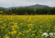 京郊赏油菜花出行攻略