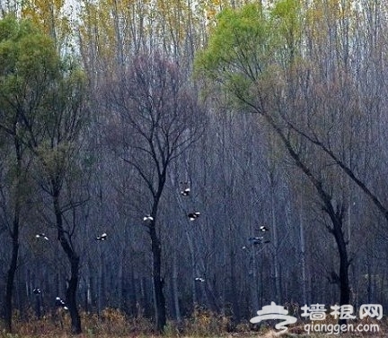 2011北京踏青好去处 翠湖湿地烧烤看鸟