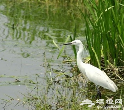 2011北京踏青好去处 翠湖湿地烧烤看鸟[墙根网]
