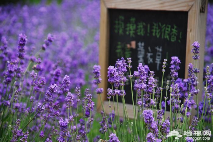 浪漫京郊游：云峰山薰衣草的紫色童话[墙根网]