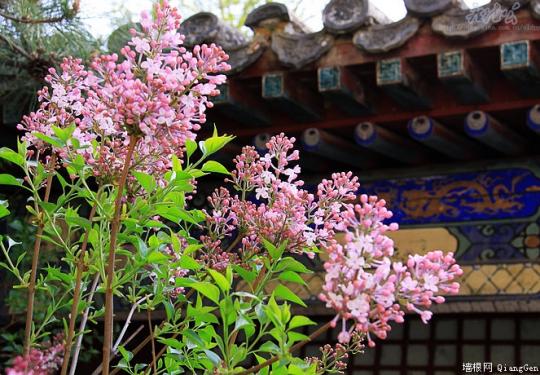 春到潭柘寺