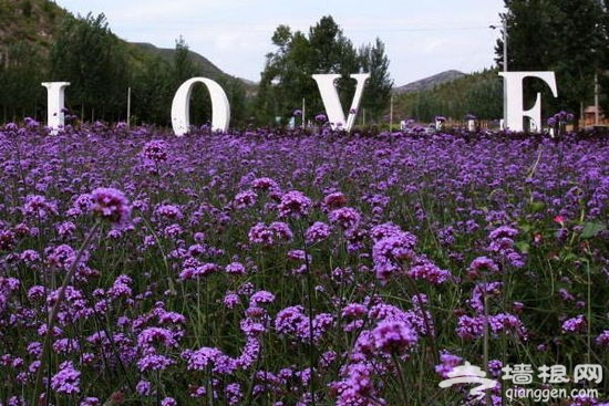 【周末私享】沉浸在紫色浪漫中 踏寻薰衣草庄园