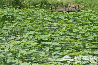 栗花飘香正当时：红螺慧缘谷游玩攻略(图)