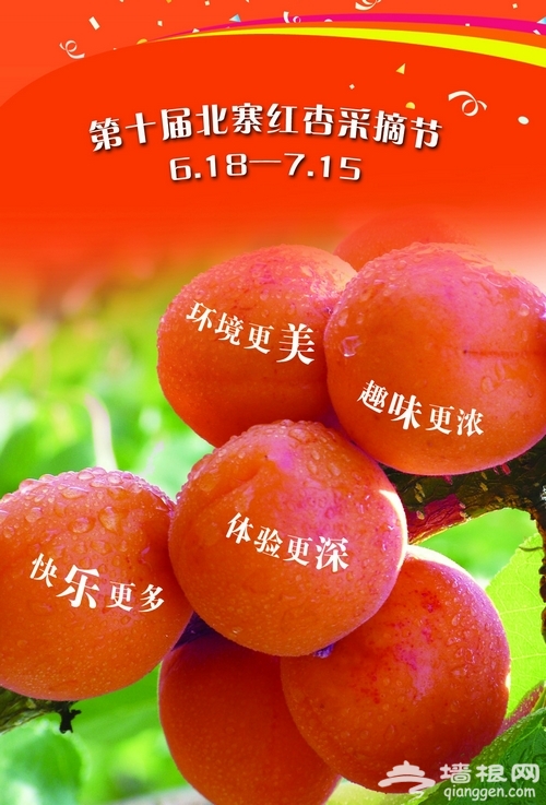 平谷北寨红杏 将迎来第十届北寨红杏采摘节