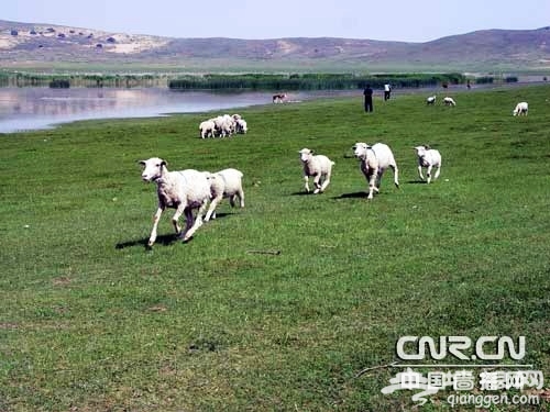 金莲川草原追逐的羊