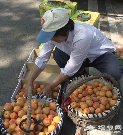 京郊平谷熊儿寨红杏成熟挂满枝头