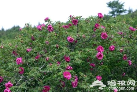 玫瑰有约 2011妙峰山高山玫瑰节隆重开幕