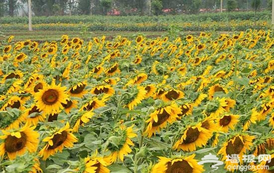 夏日&ldquo;寻香&rdquo; 北京香草世界&ldquo;新鲜&rdquo;开园
