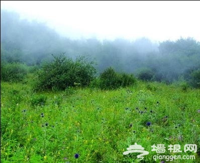 走在林间小道上 京郊6大森林公园游玩攻略