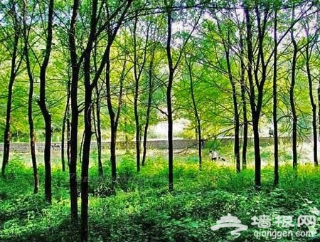 走在林间小道上 京郊6大森林公园游玩攻略